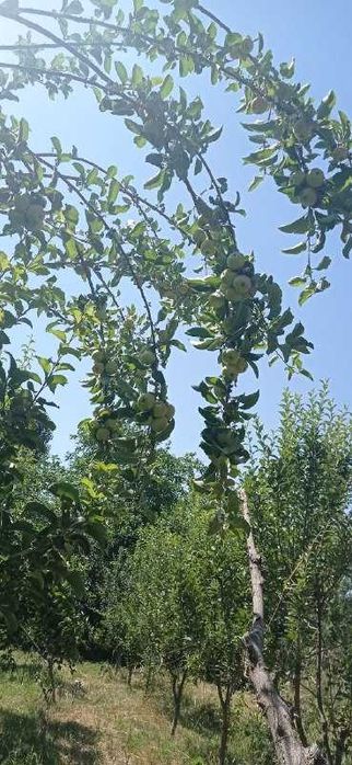 Срочно продается 30 соток земля в хорошим месте