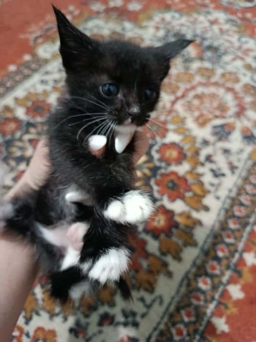 Продам котят (все мальчики)