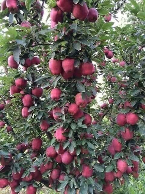 Salom siz qidirayotgan kuchatlar dastafka bor