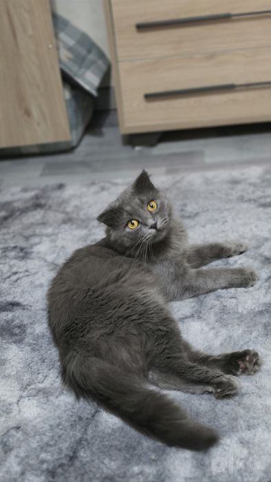 Вязка шотландского вислоухого кота Scottish Fold