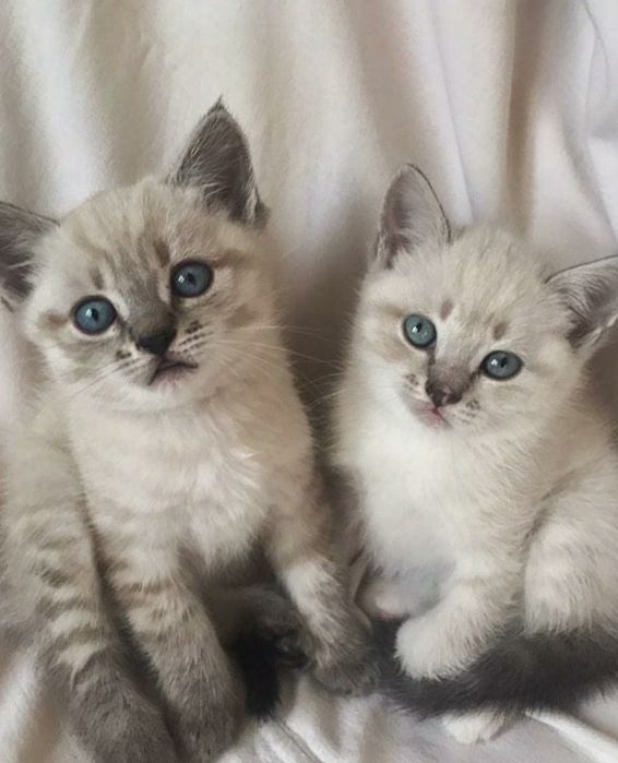 Шикарные котята девочки, 1.5 мес