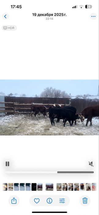 Продам молодых бычков