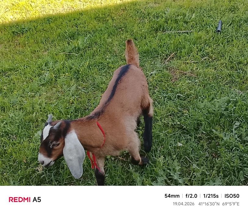 Nubin zotli echki