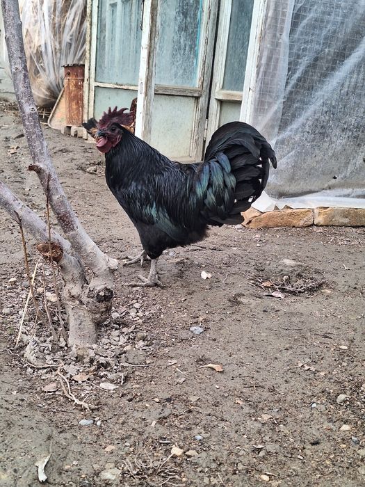 Петух Ухойил сотилади