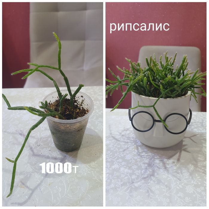 Комнатные растения