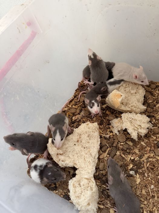 Vand soareci si sobolani de companie