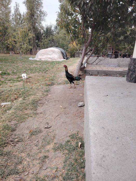 Dakan tovuq joʻjalari sotiladi