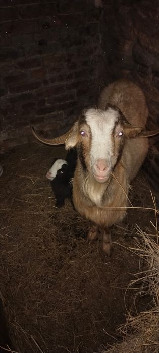 Продам коз 9 голов