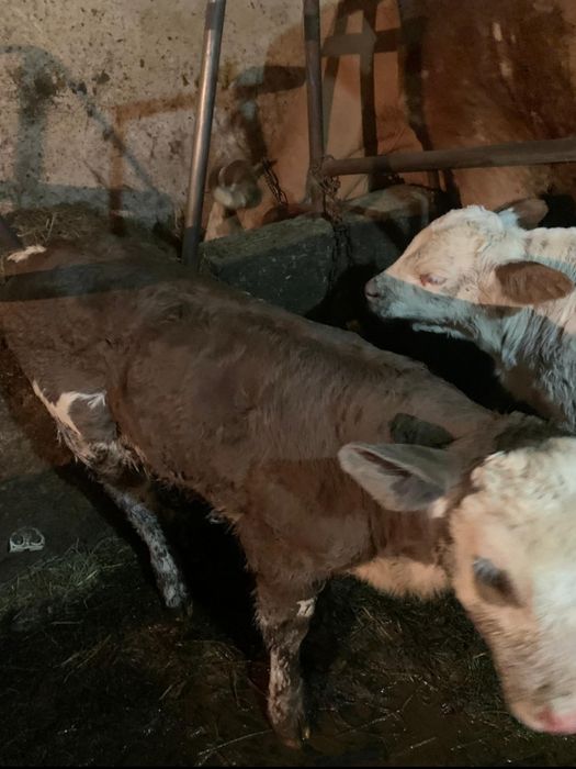 Vaci și viței de vînzare