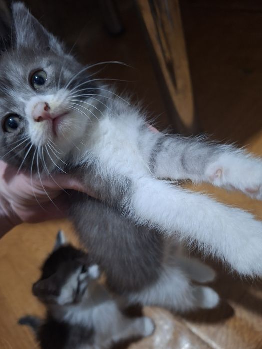 Отдам котят в добрые руки
