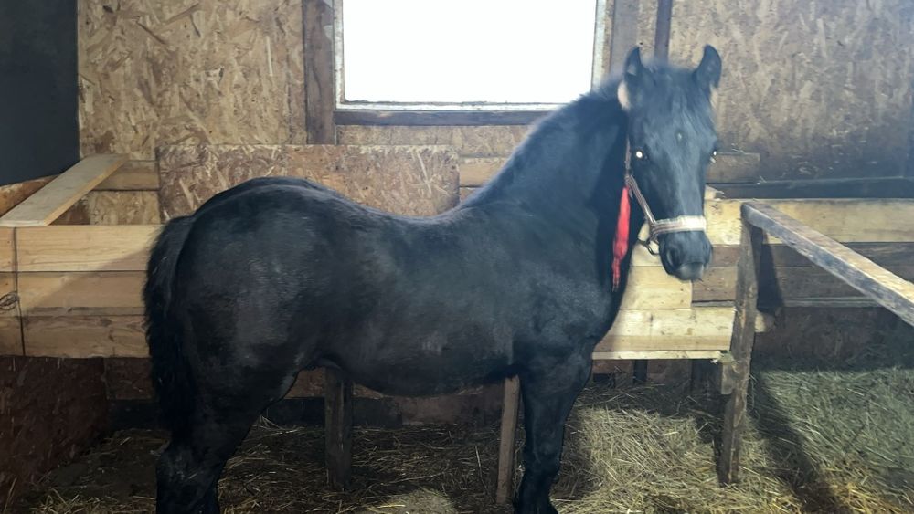 Iapa cu manz de vanzare