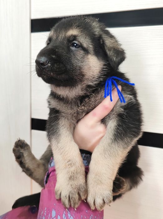 Щенки восточно-европейской овчарки