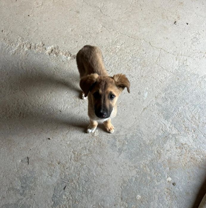 Отдам в добрые руки щенят