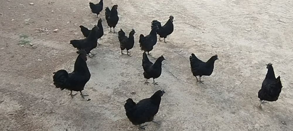 Ухейлюий зотли товуклар