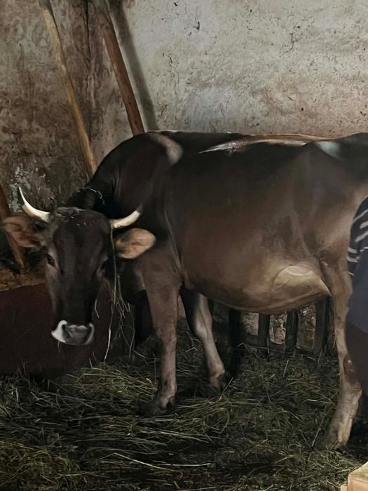 Vacă brună, 4 ani, gestantă în 8 luni cu montă rasa Angus la a doua fătare