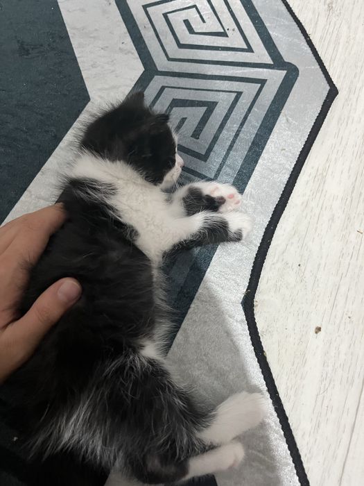 котенок прирученный к лотку