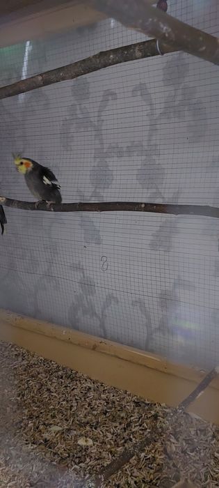 Карелла Дубай и простой