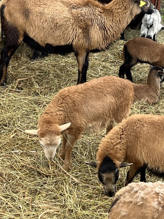 Vand  oi de  camerun