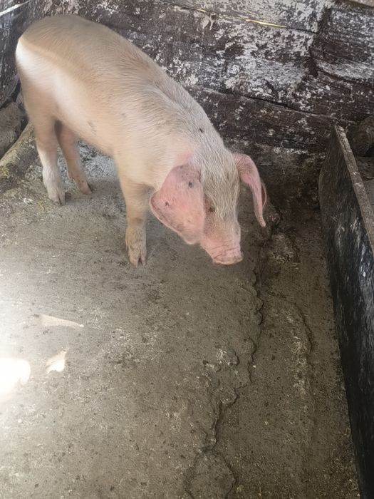 Vând baloți de calitate