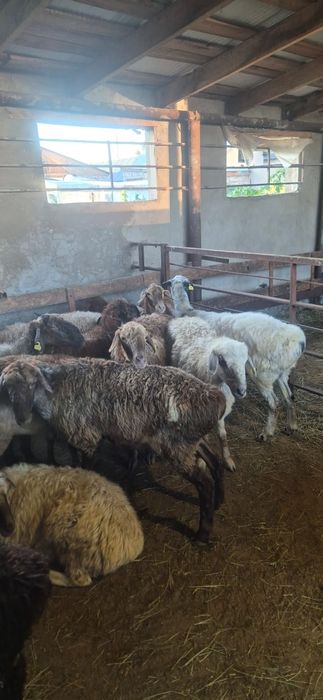 Продаю жирных Баранов