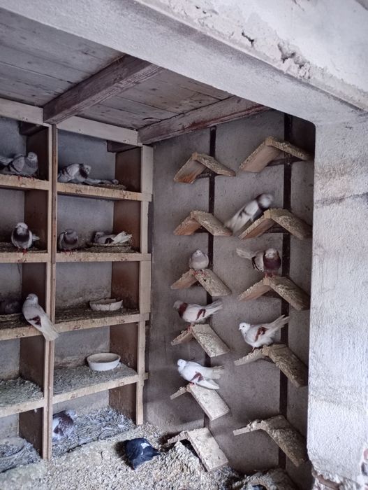 Vând porumbei de ornament rasa mica (blondineți)