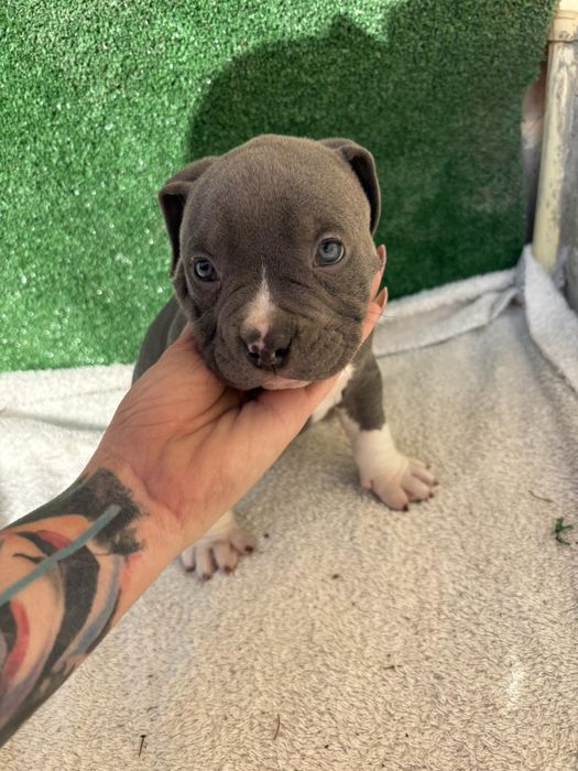 Американски булита