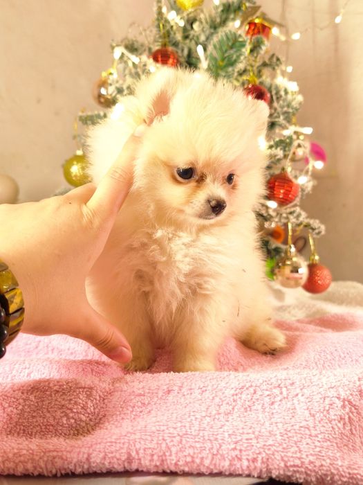 Шпиц померанский девочка тип мишка миник