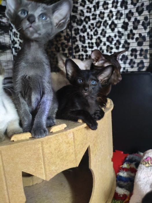 Ориентальные котята экстримального типа совреного типа