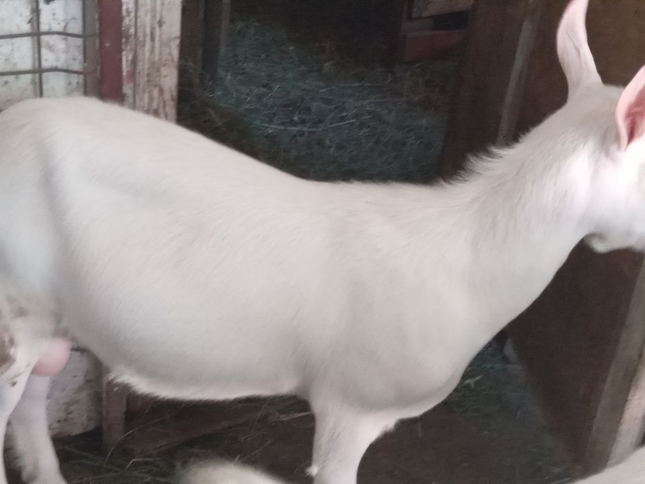 Vand 2 tapici saner si o ieduta metis