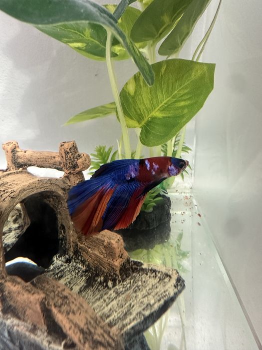 Pesti betta rari : koi,nemo,plakat.veiltail,shortfin,marble