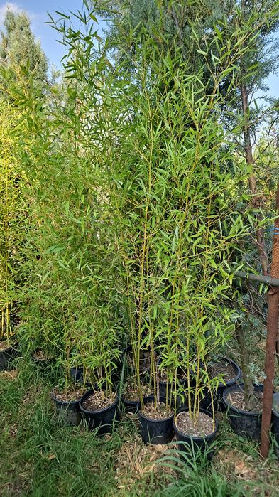 Bambus  laur englezesc