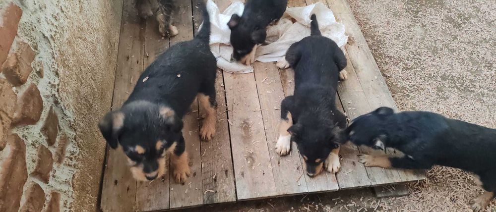 6 puiuti de 4-5 luni si mamica lor isi cauta casuta