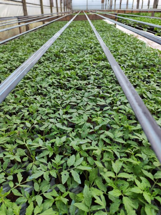 Vânzare Angro Răsaduri de Calitate