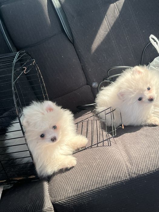 Щеночки щпица мальчики