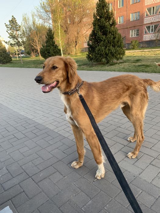 Ит тазы сатылады Срочно