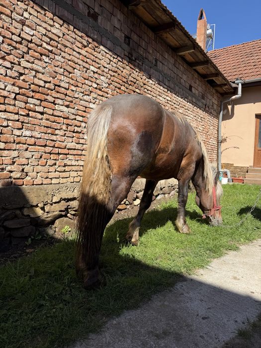 Manz de 1.9 luni