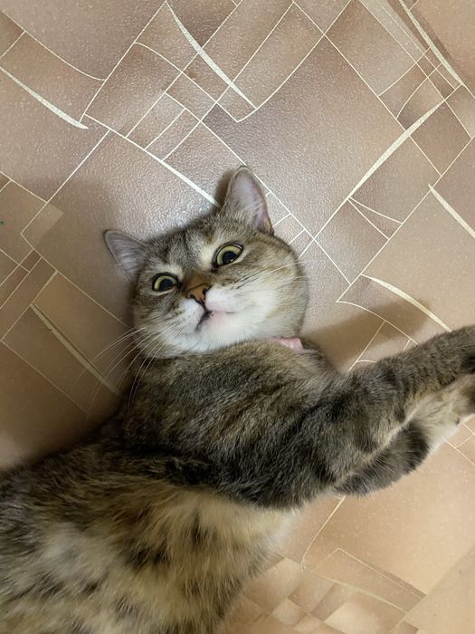 отдаем кошку и кота в добрые руки