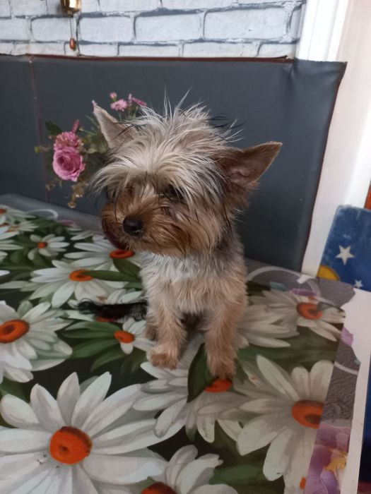 Продаю клубного  щенка йорка