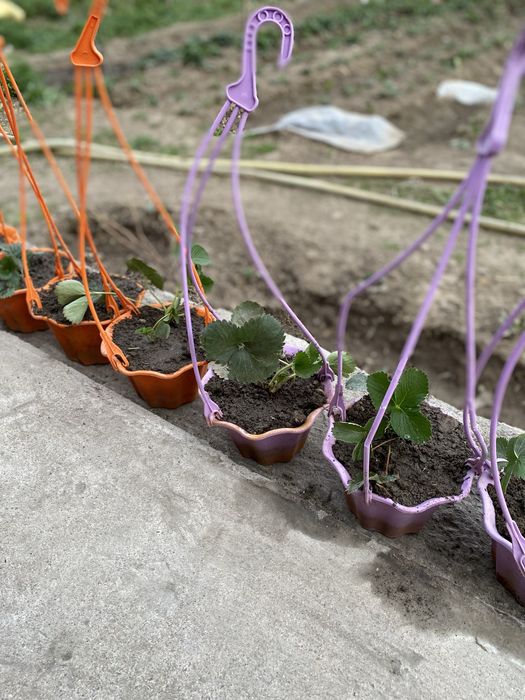 Клубника сорт Кулер