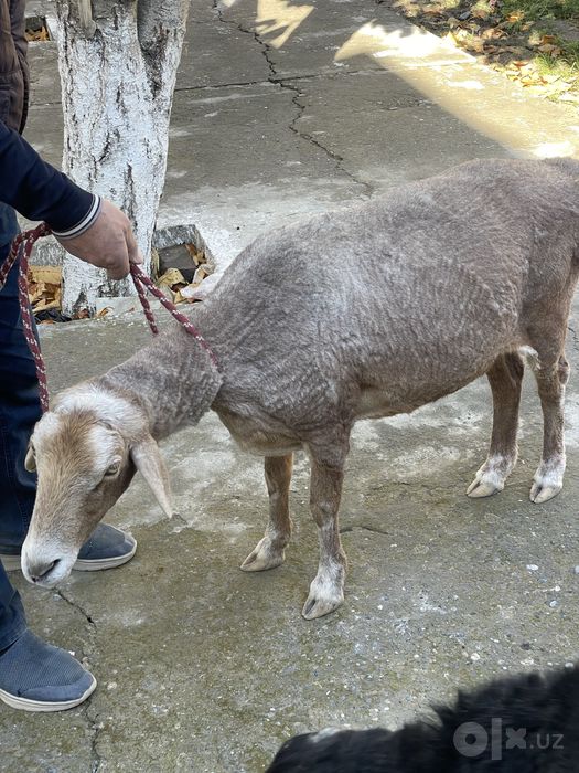 Bo‘g‘oz qo‘y sotiladi, qornida 1 oylik bolasi bor