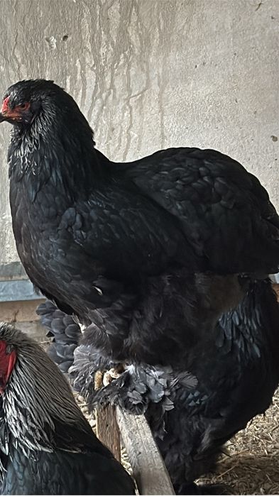 Тоза брама товук тухумлари