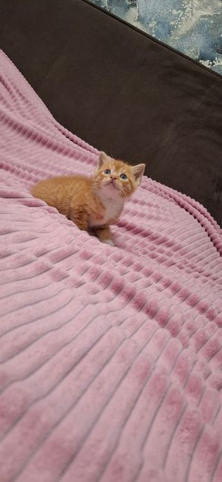 Рыжие британские котята