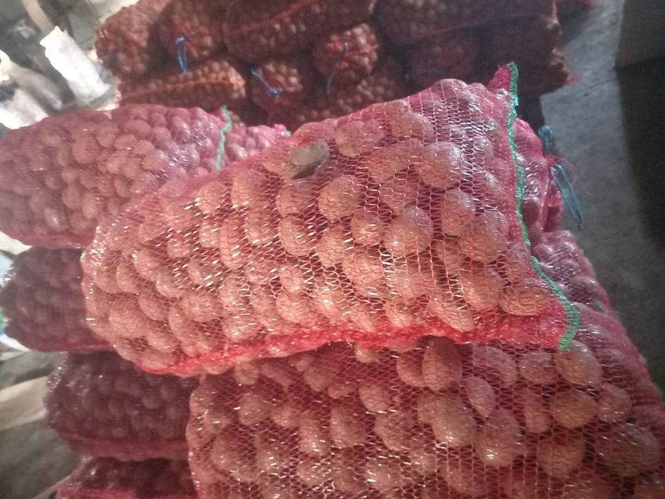 Cartofi de sămânță