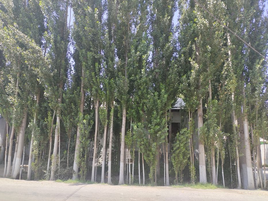 Teraklar sotiladi 70 ta