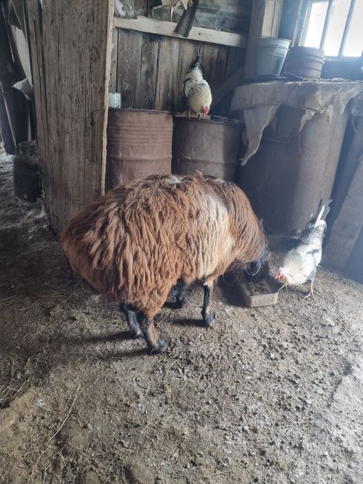 Кошкар 3 жас ,00