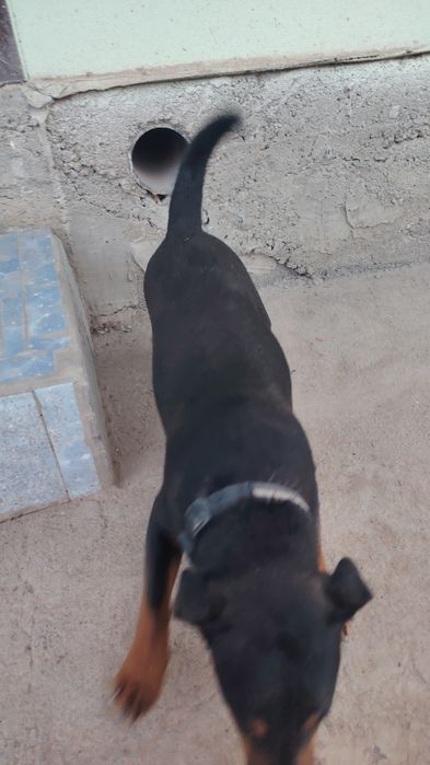 Немецкий ягдтерьер 5 айлық еркек