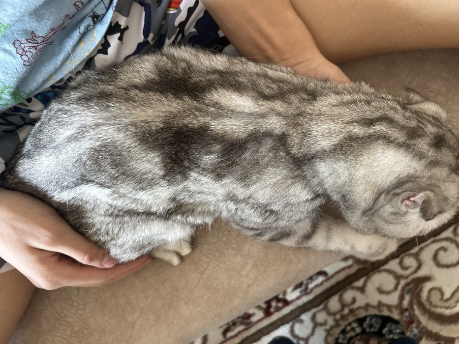 Опытный кот готов для вязки