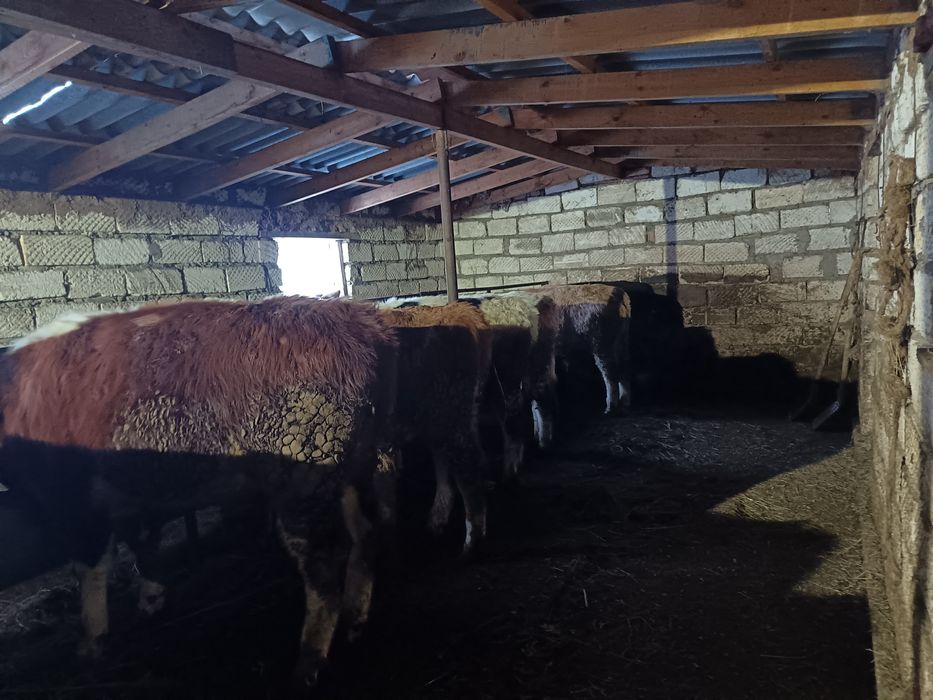 Быки Тёлоки 450000тенге 18голов