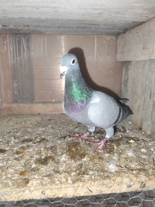 Vând porumbei voiajori