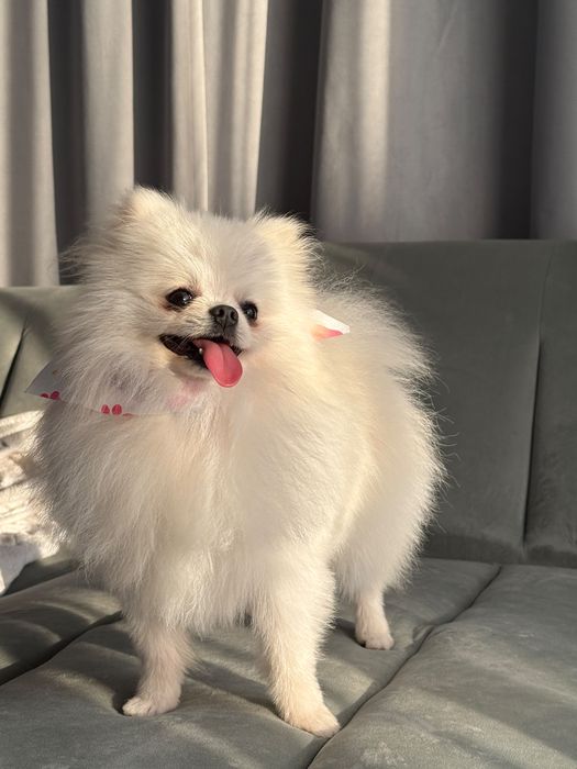 Vand pomeranian mascul cu pedigree